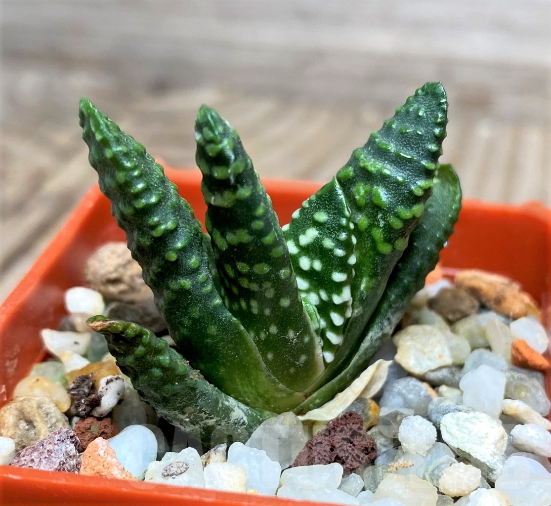 SHPR15124 Haworthia pumila 'Donut' - Image 2