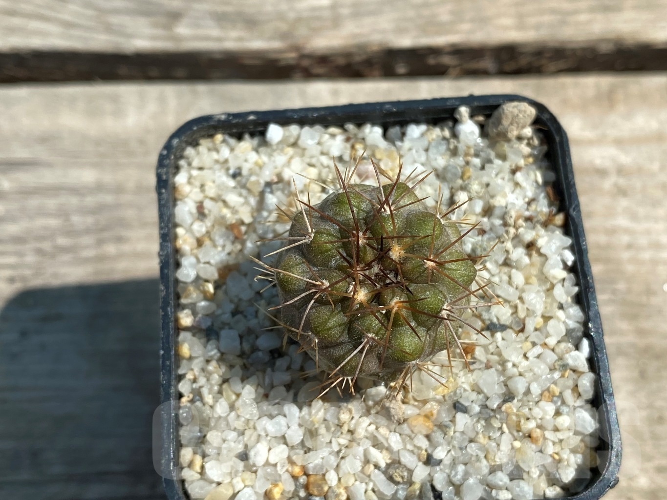 SHPR12585 Copiapoa cinerea KK 1424 - 画像 (2)