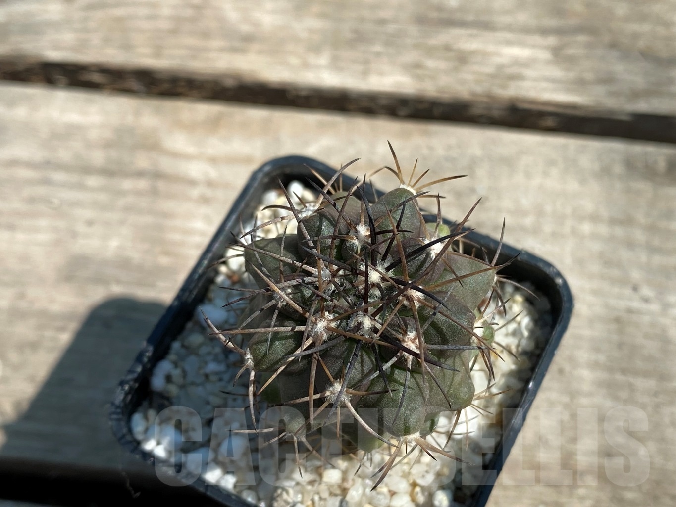 SHPR12586 Copiapoa schulziana PV 2427 -W. Domeyko- ex. MG 85.91