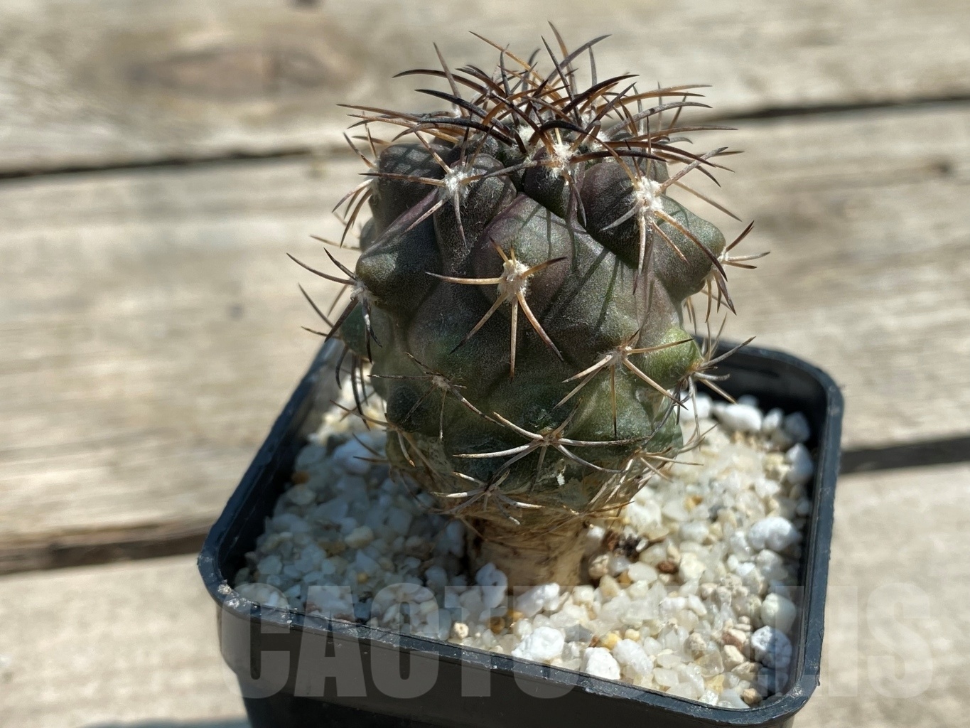 SHPR12586 Copiapoa schulziana PV 2427 -W. Domeyko- ex. MG 85.91 - Image 2