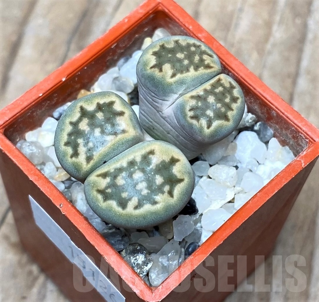 SHPR15126 Lithops hallii