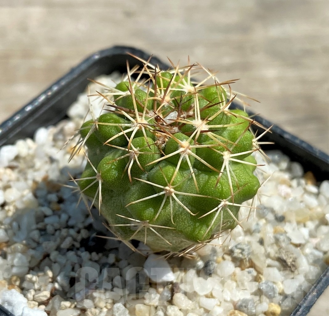 SHPR12588 Copiapoa cinerascens -Barquito- - Зображення 2