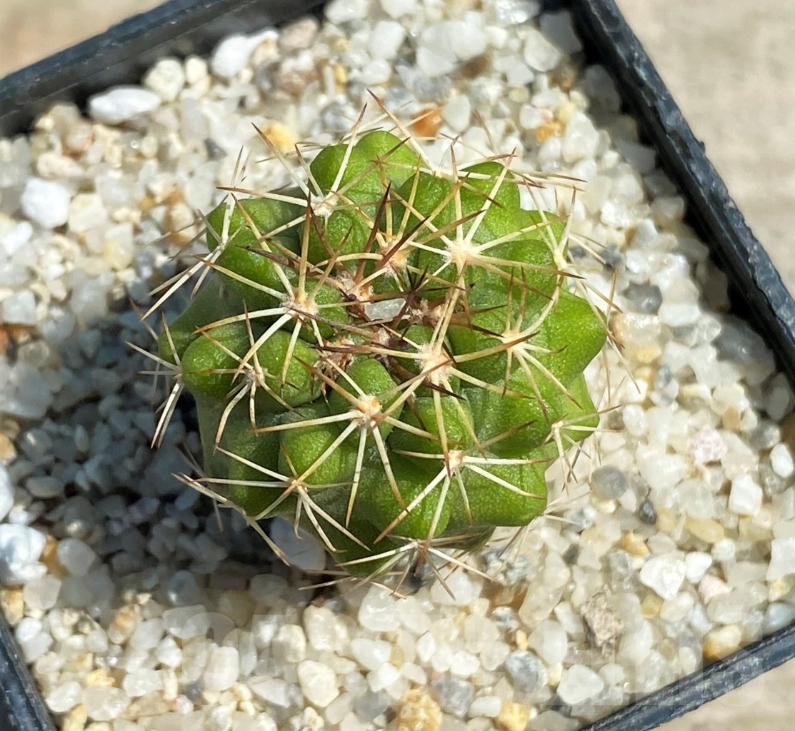 SHPR12588 Copiapoa cinerascens -Barquito-