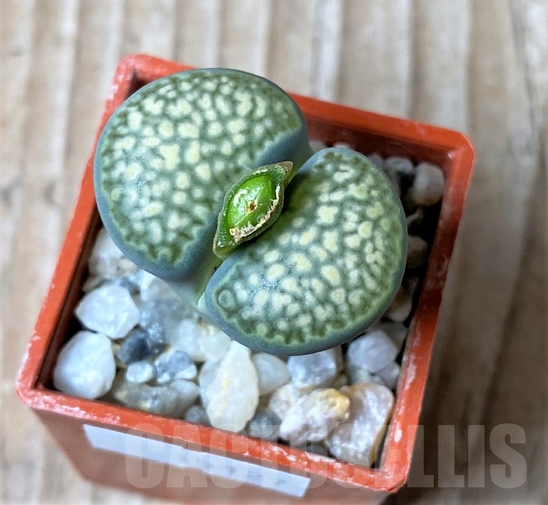 SHPR15127 Lithops salicola v. reticulata