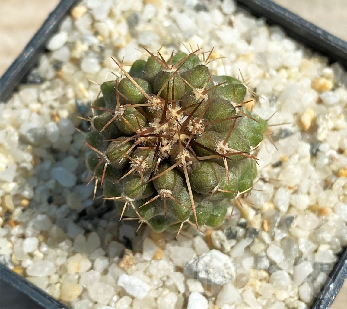 SHPR12589 Copiapoa marginata KK 1709, ex. MG 85.717
