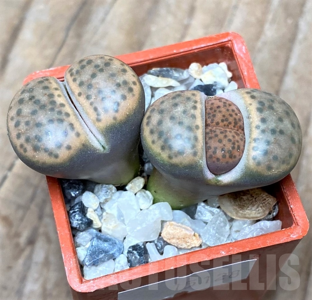 SHPR15128 Lithops fulviceps v. lactinea