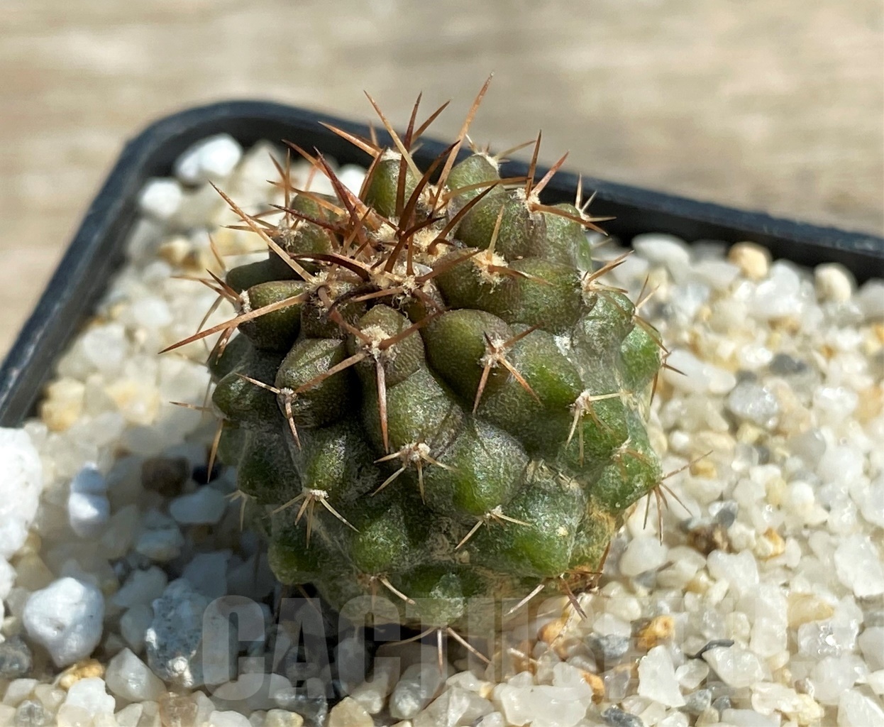 SHPR12589 Copiapoa marginata KK 1709, ex. MG 85.717 - 画像 (2)