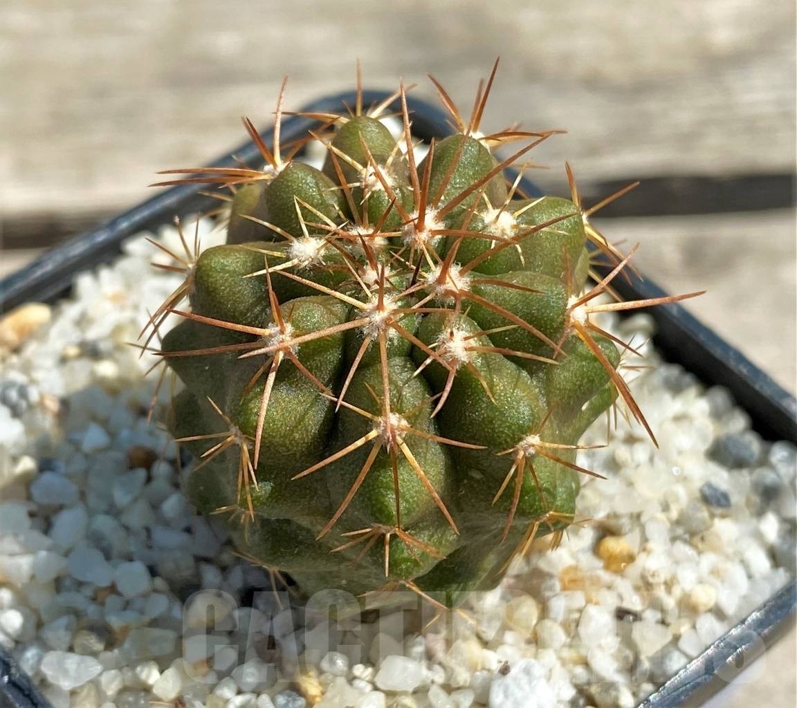 SHPR12590 Copiapoa marginata -Torres del inca- - Зображення 2