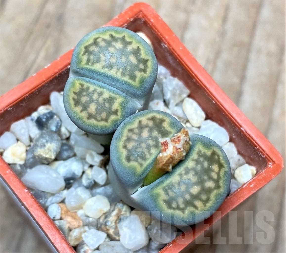 SHPR15129 Lithops hallii