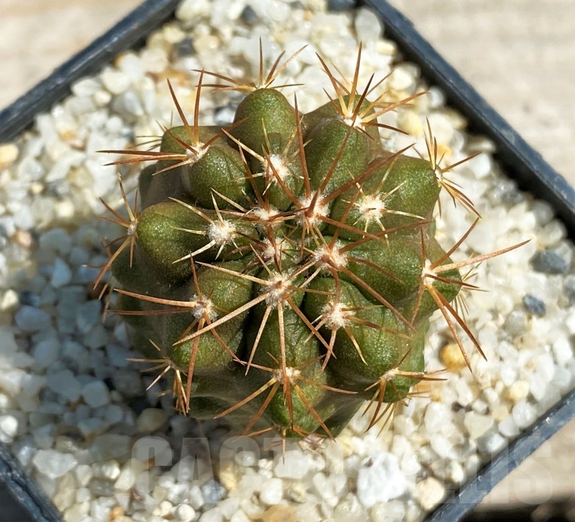 SHPR12590 Copiapoa marginata -Torres del inca-