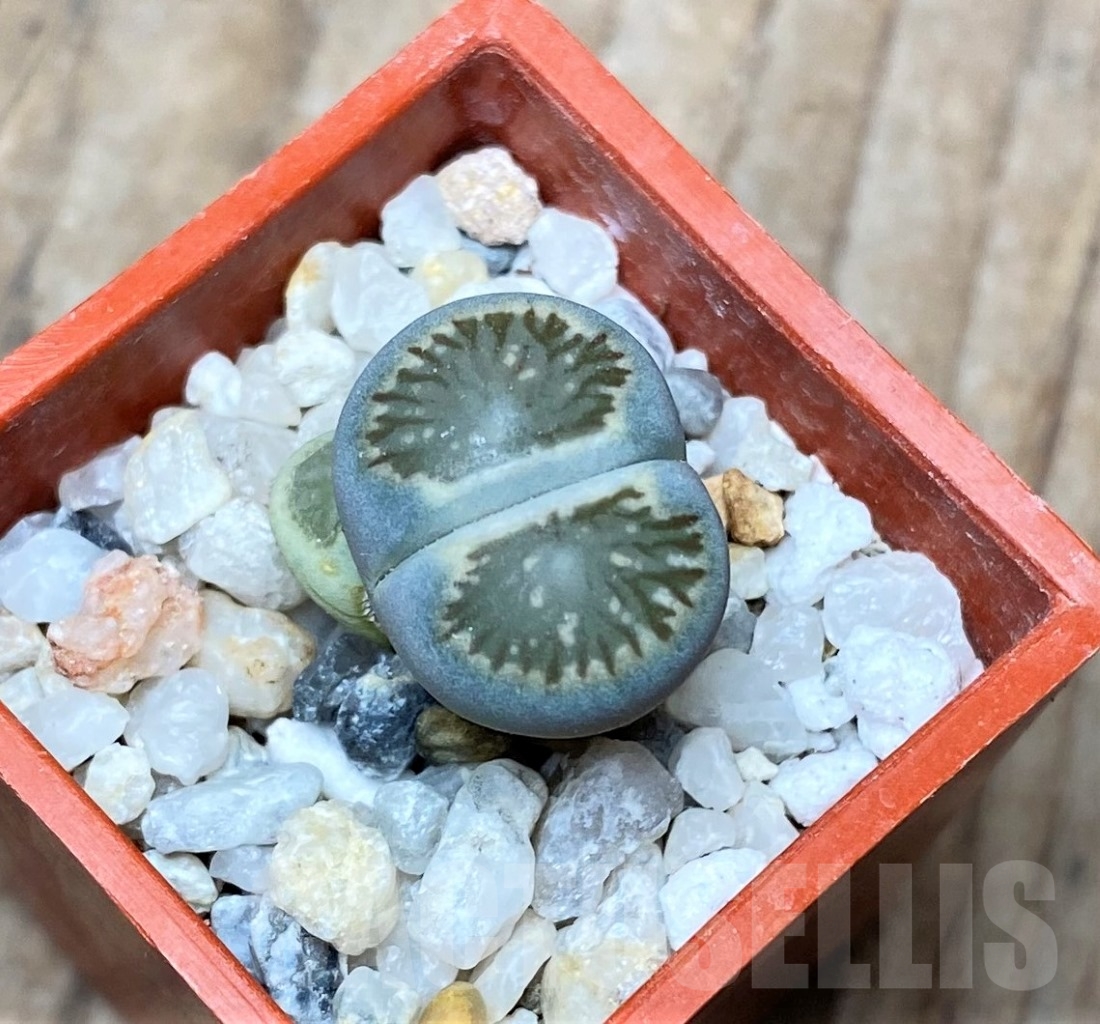 SHPR15130 Lithops julii 'Kikushogiyoku'