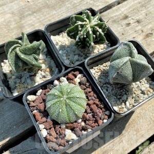 SET 20 Astrophytum hybrid mix 4 pcs – Cactus-online