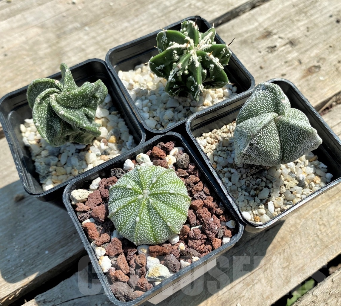 その他 OZWRT Spirit of Astrophytum SHPR5920 Astrophytum hybrid ONZ-SK (A. myriostigma cv