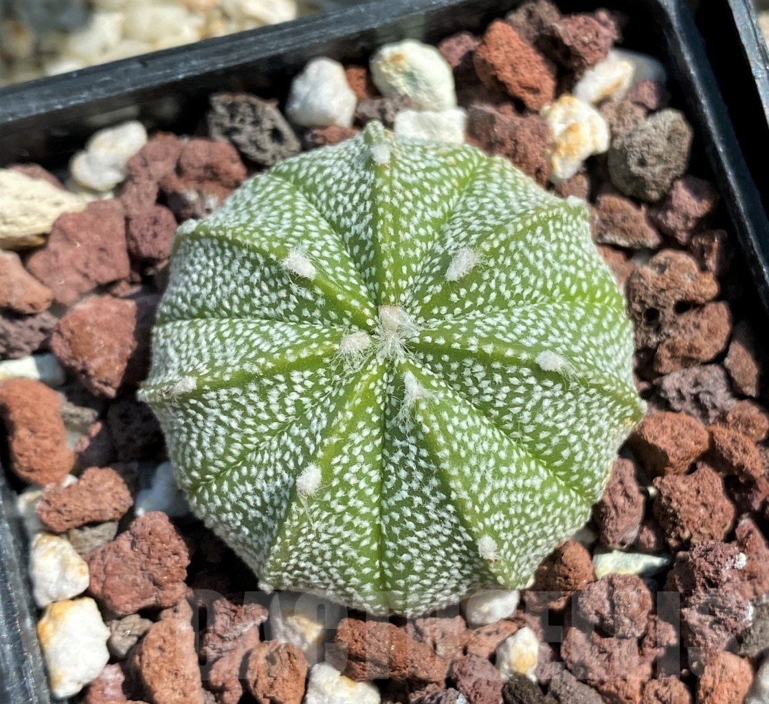 SET 20 Astrophytum hybrid mix 4 pcs - Obrázek 2