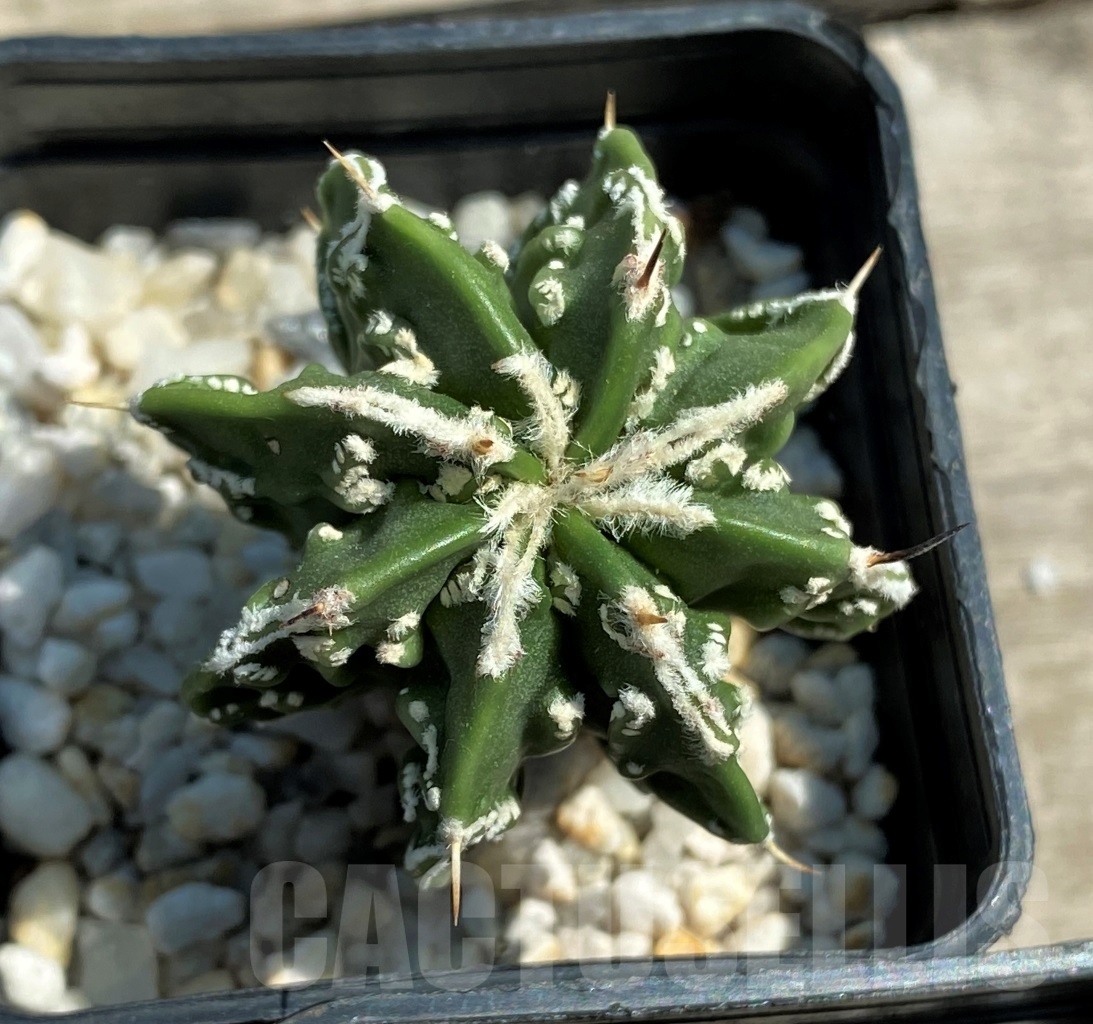 SET 20 Astrophytum hybrid mix 4 pcs - Obrázek 3