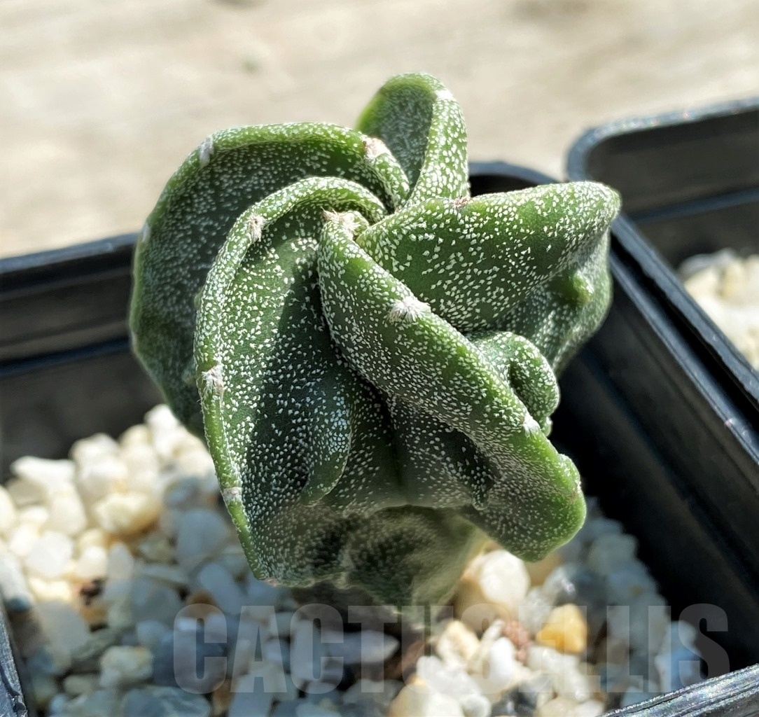 SET 20 Astrophytum hybrid mix 4 pcs - Obrázek 4