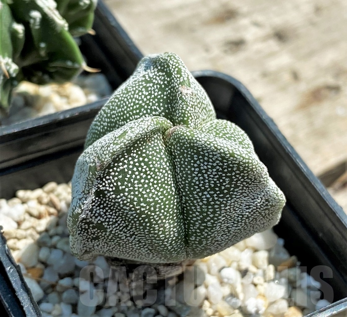 SET 20 Astrophytum hybrid mix 4 pcs – Cactus-online