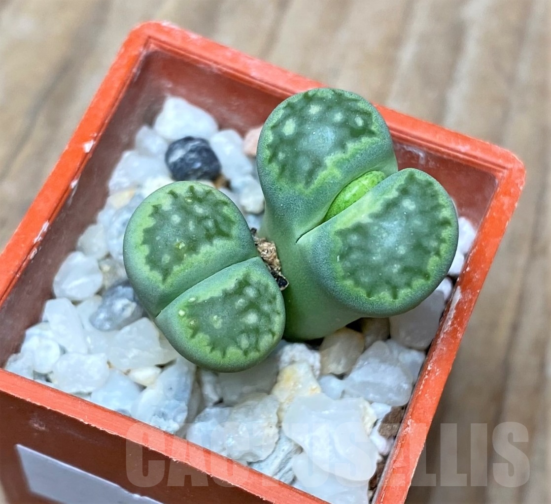 SHPR15132 Lithops julii v.fulleri 'Fullergreen'