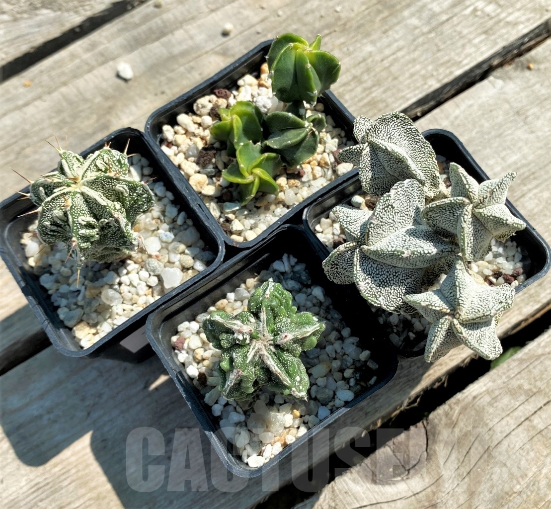 SET 22 Astrophytum hybrid mix 4 pcs