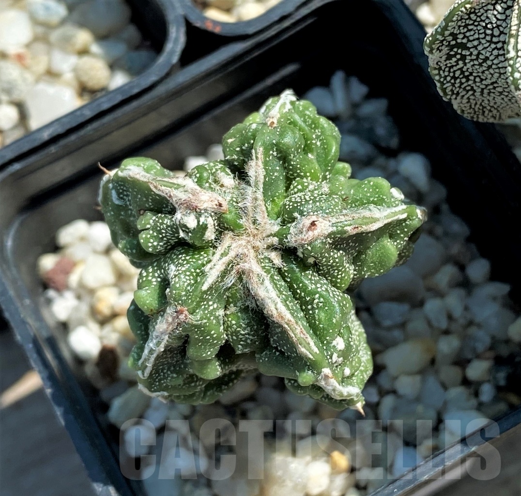 SET 22 Astrophytum hybrid mix 4 pcs - Image 2