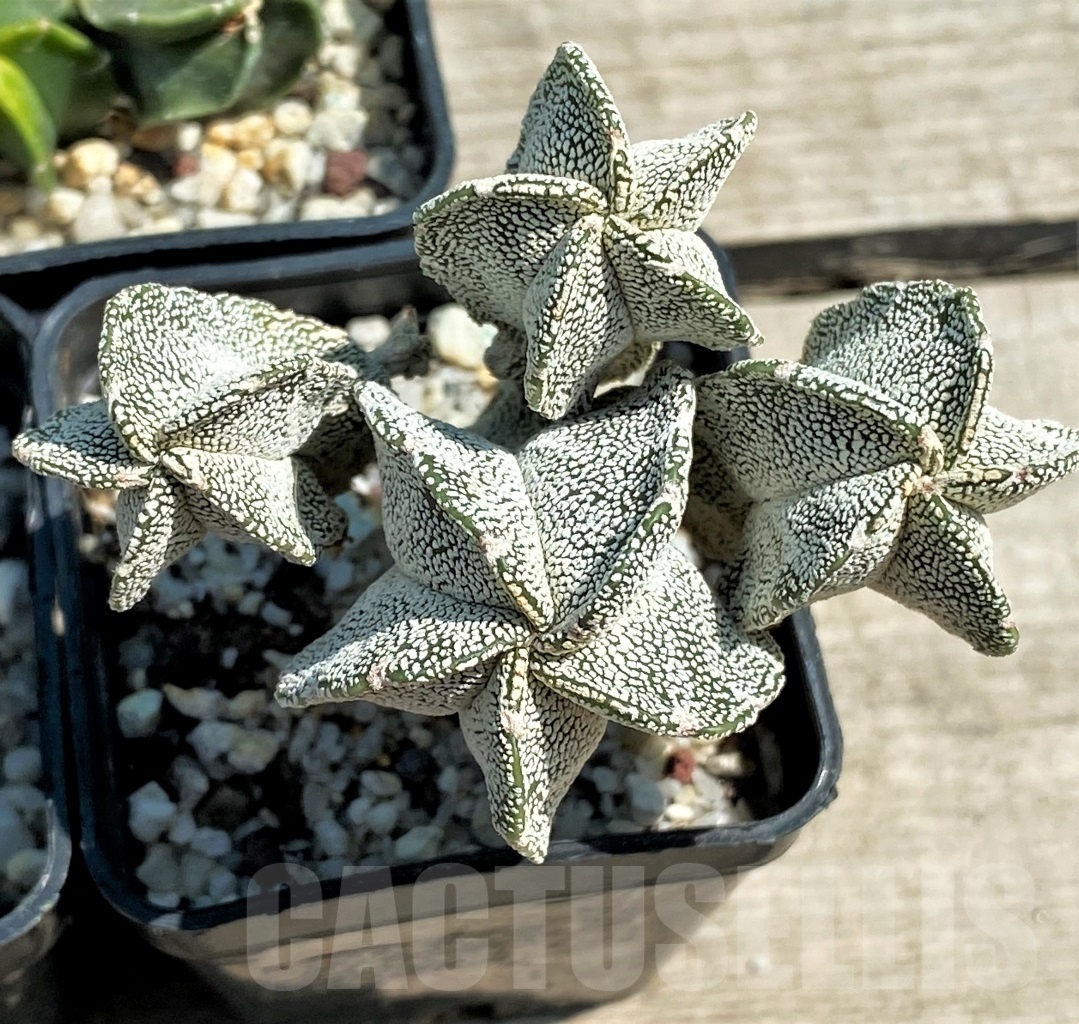 SET 22 Astrophytum hybrid mix 4 pcs - Image 3