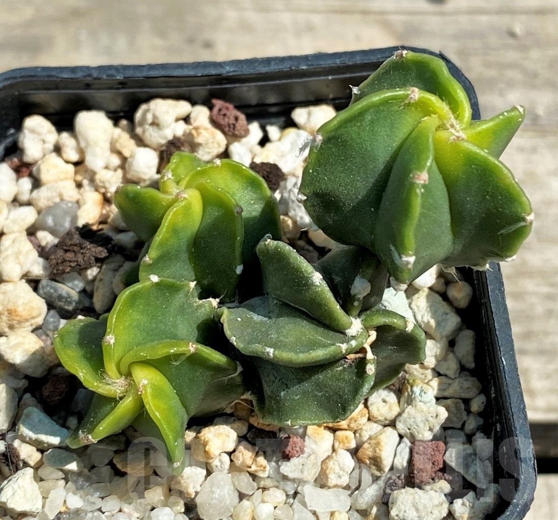 SET 22 Astrophytum hybrid mix 4 pcs - Image 5