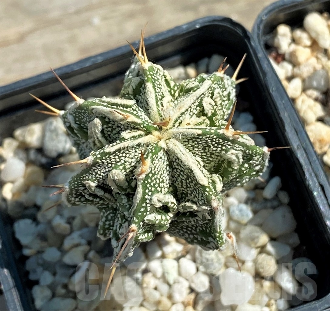 SET 22 Astrophytum hybrid mix 4 pcs - Image 4