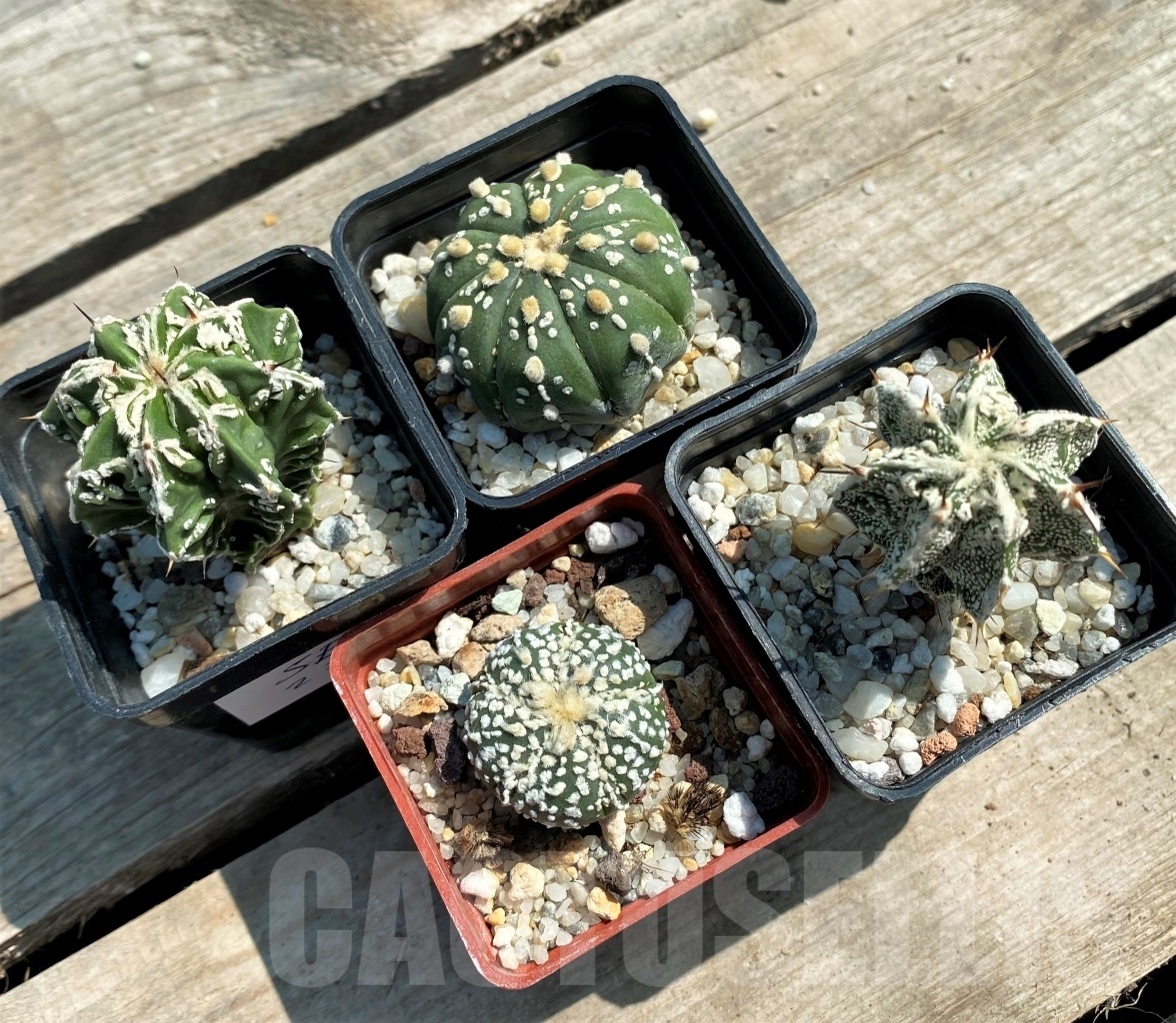 SET 23 Astrophytum hybrid mix 4 pcs