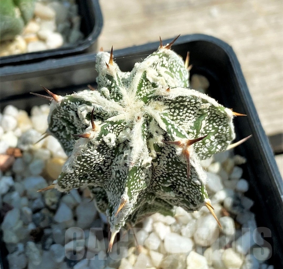 SET 23 Astrophytum hybrid mix 4 pcs - Зображення 2