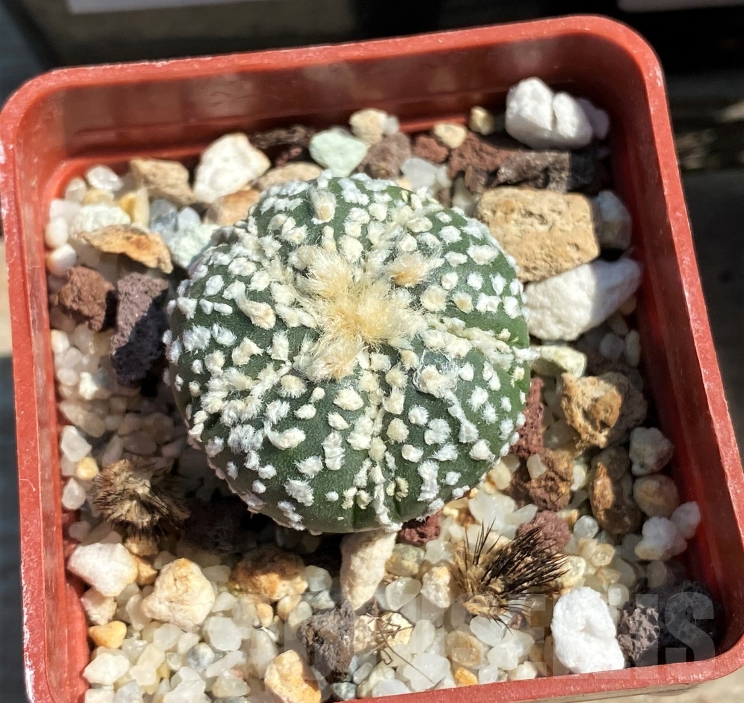 SET 23 Astrophytum hybrid mix 4 pcs - Зображення 3