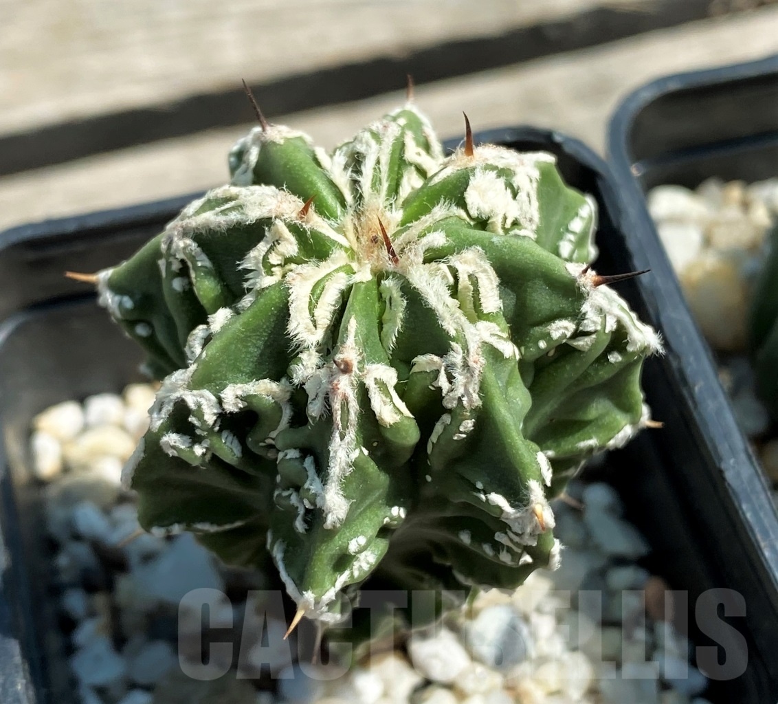 SET 23 Astrophytum hybrid mix 4 pcs - Зображення 4