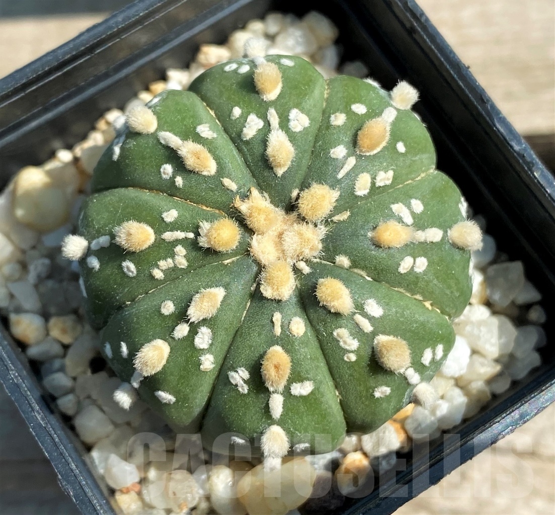 SET 23 Astrophytum hybrid mix 4 pcs - Зображення 5