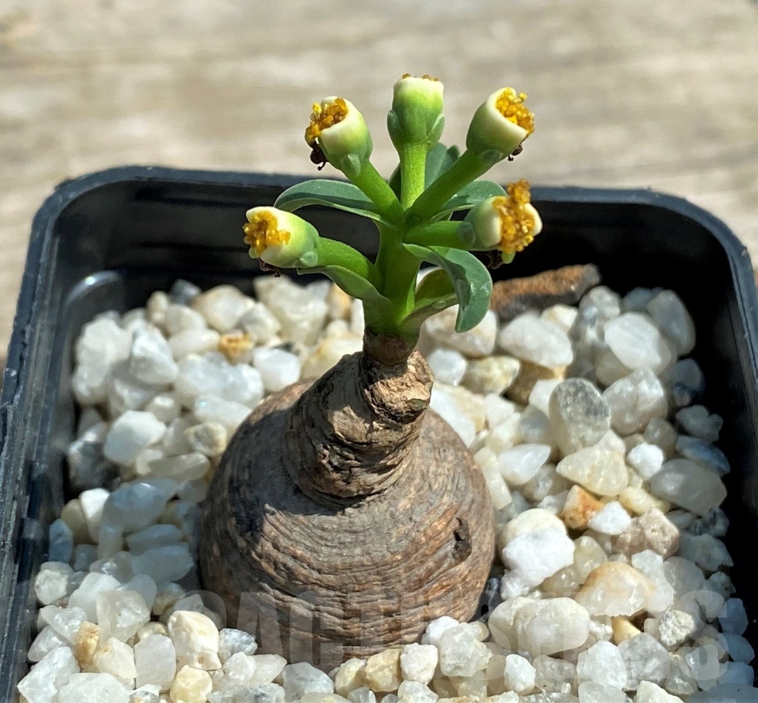 SHPR12592 Monadenium orobanchoides -W. Mpanda- - Image 2