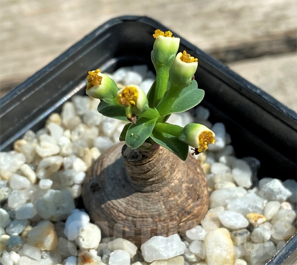 SHPR12592 Monadenium orobanchoides -W. Mpanda-