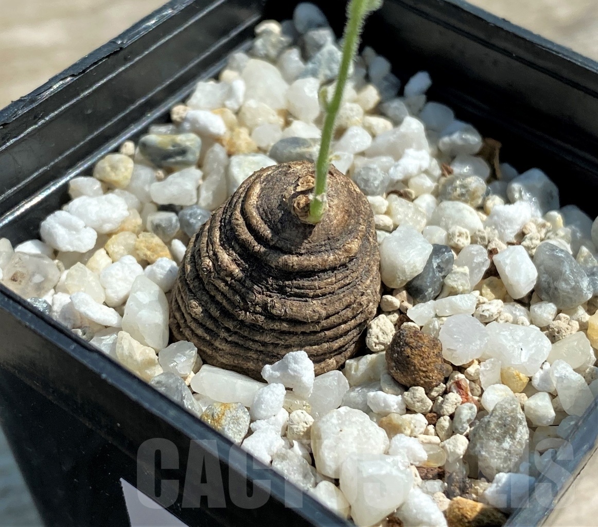 SHPR12596 Trochomeria polymorpha