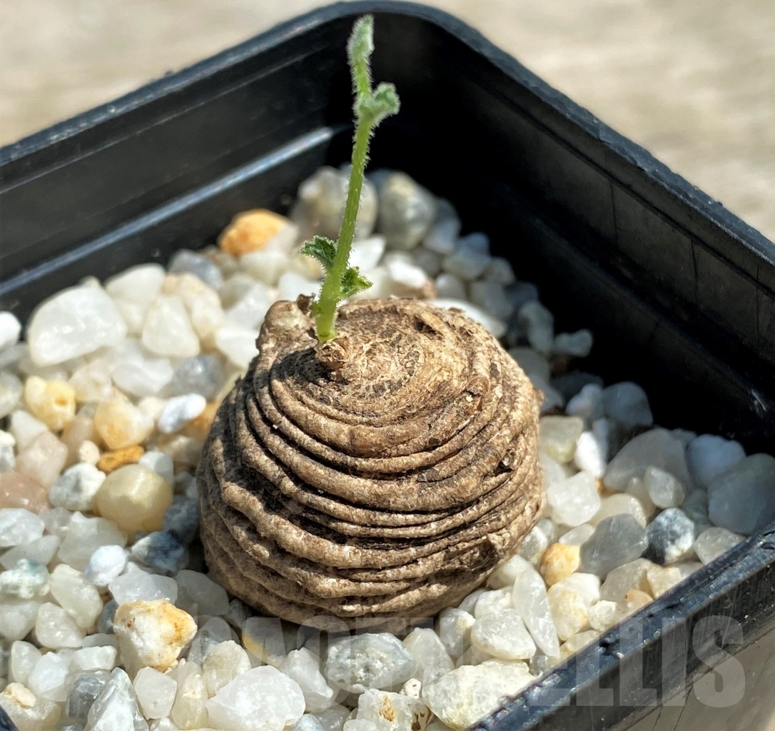 SHPR12597 Trochomeria polymorpha