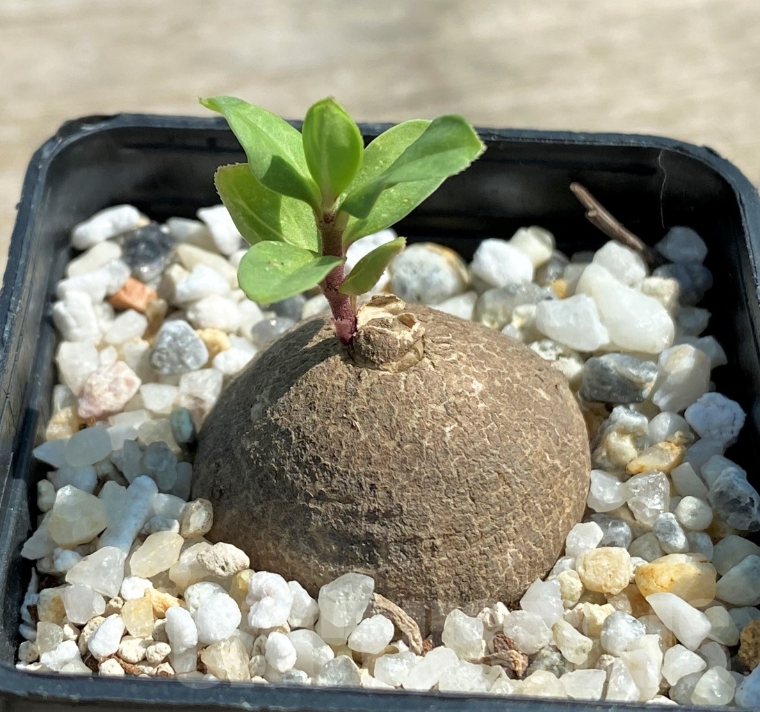 SHPR12598 Brachystelma aff. plocamoides ES 21615