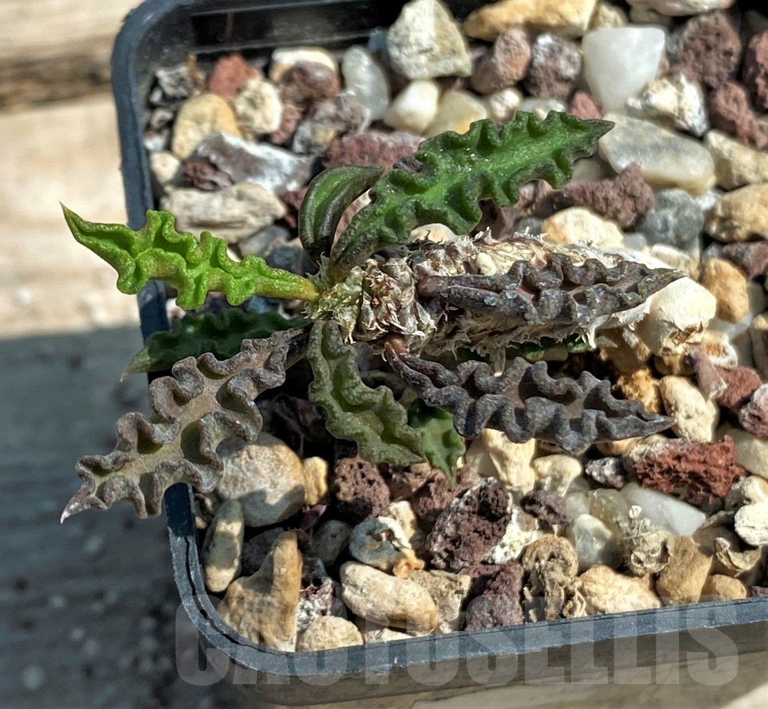 SHPR12599 Euphorbia decaryi