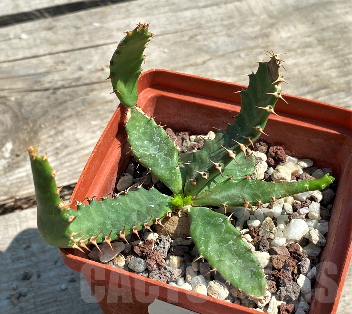 SHPR12600 Euphorbia stellata