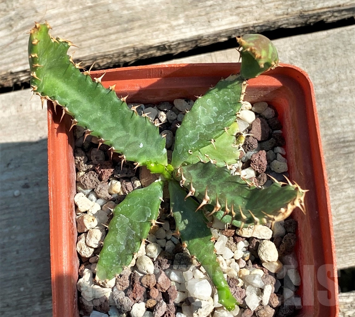SHPR12600 Euphorbia stellata - Image 2