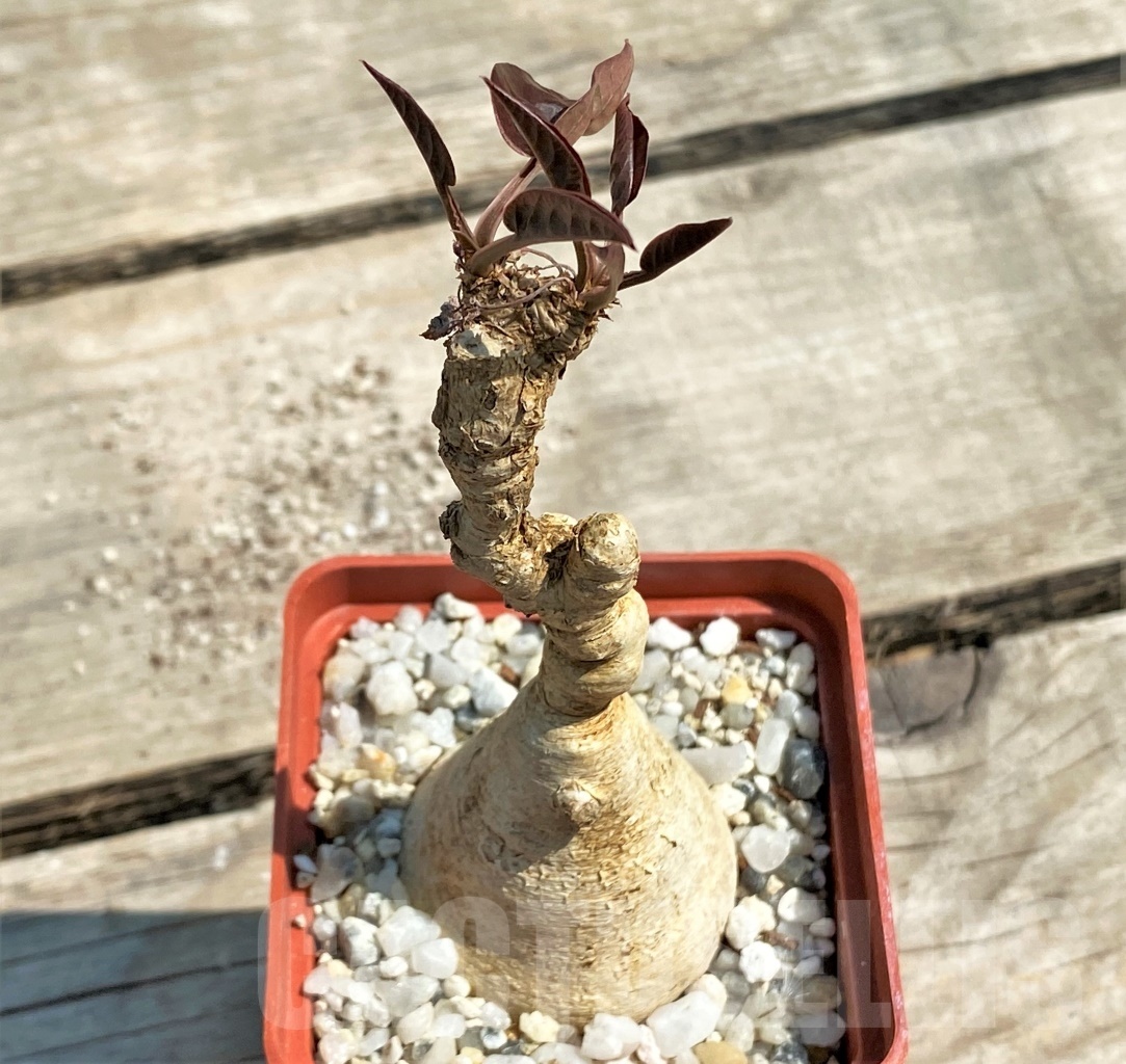 SHPR12601 Euphorbia nadiae - Image 2