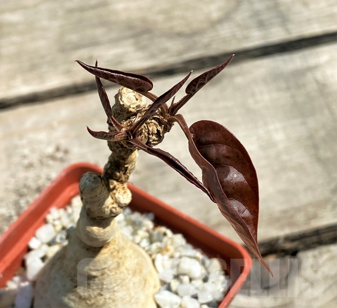 SHPR12601 Euphorbia nadiae