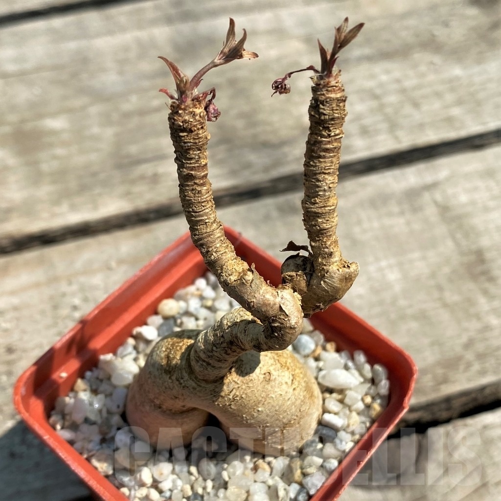 SHPR12602 Euphorbia nadiae