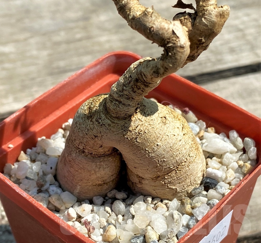 SHPR12602 Euphorbia nadiae - Image 2