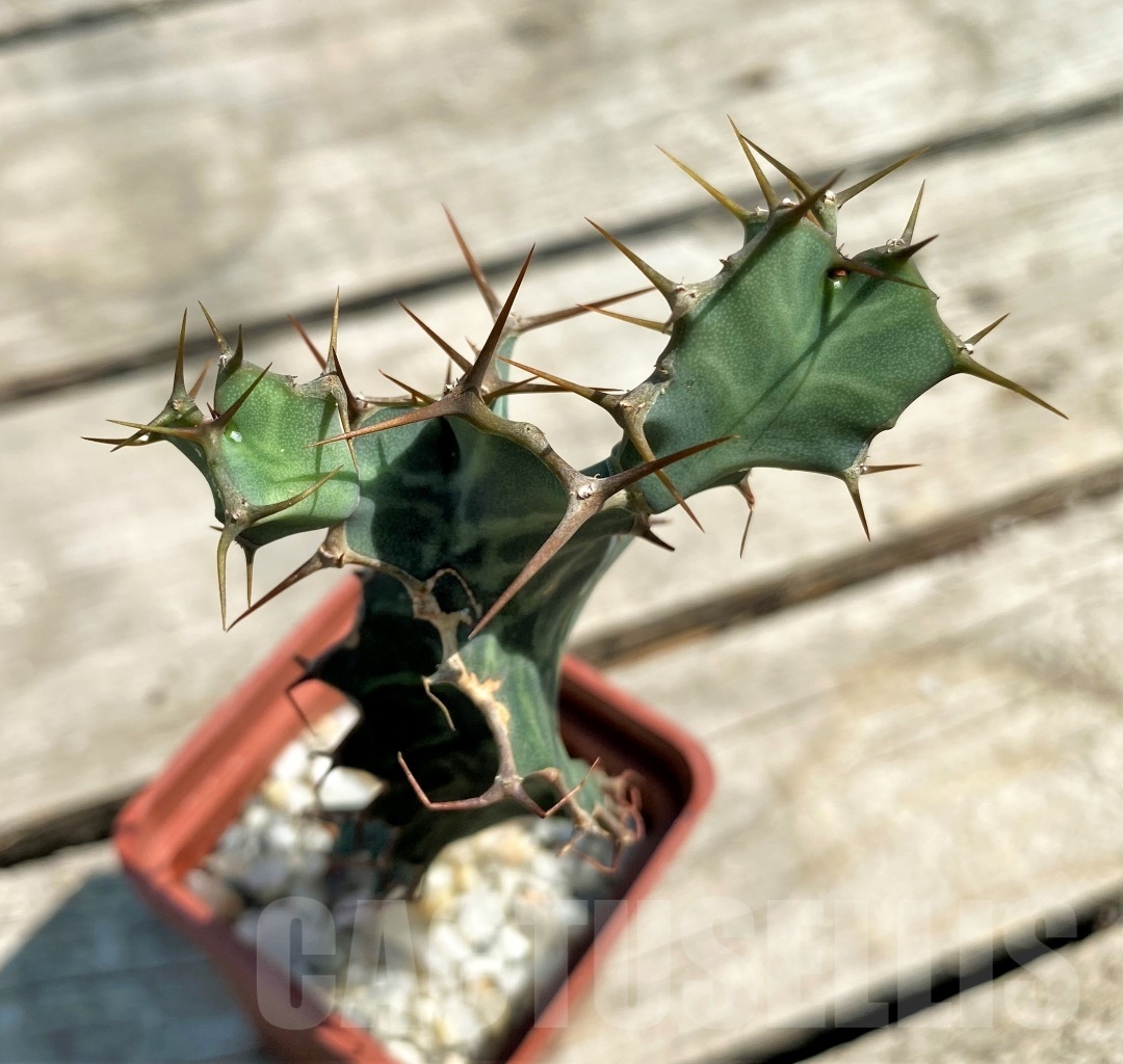 SHPR12604 Euphorbia grandialata