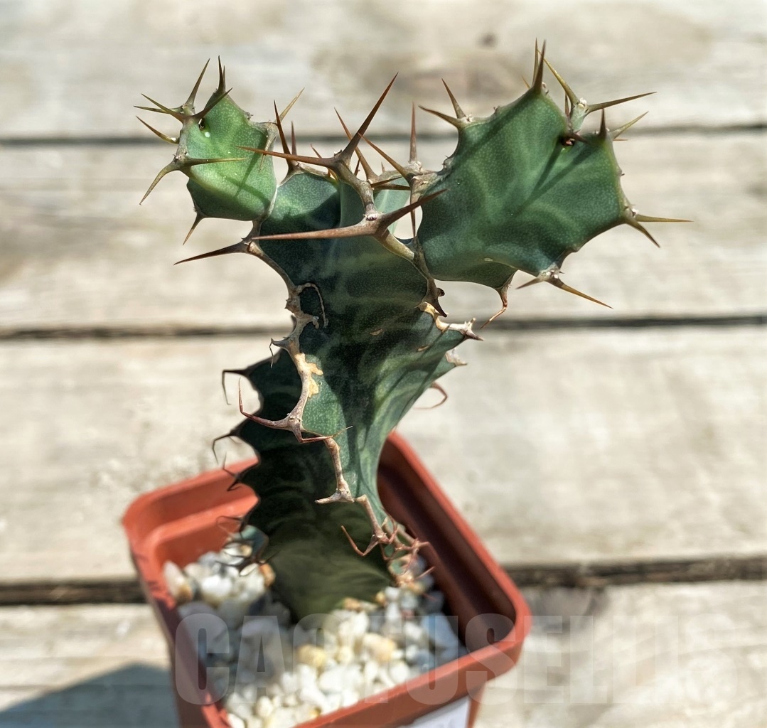SHPR12604 Euphorbia grandialata - Obrázek 2