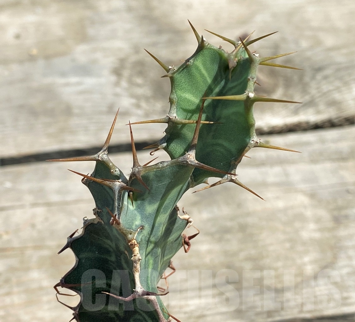 SHPR12606 Euphorbia grandialata