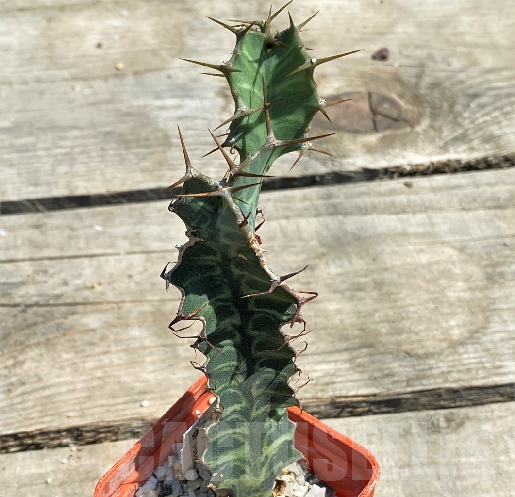 SHPR12606 Euphorbia grandialata - immagine 2