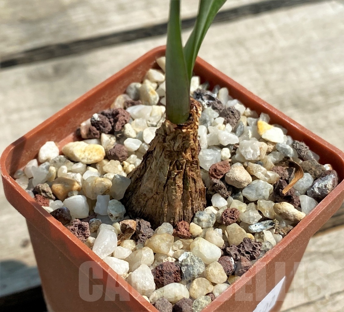 SHPR12607 Cyrtanthus spiralis - Image 2