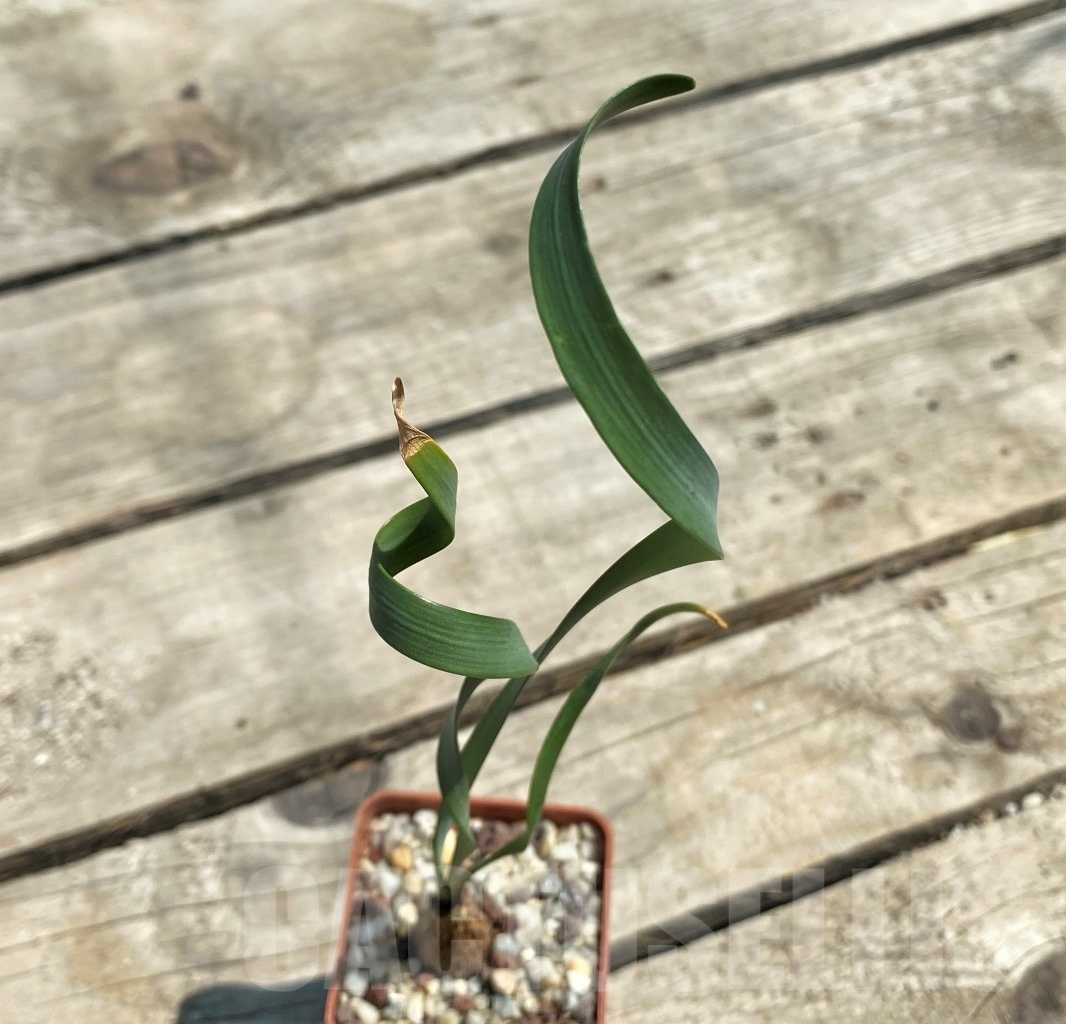 SHPR12607 Cyrtanthus spiralis